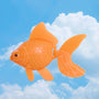 Goldfish &amp; memory lapses